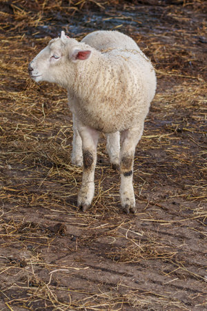 Sheeps at spring time in Westphalia