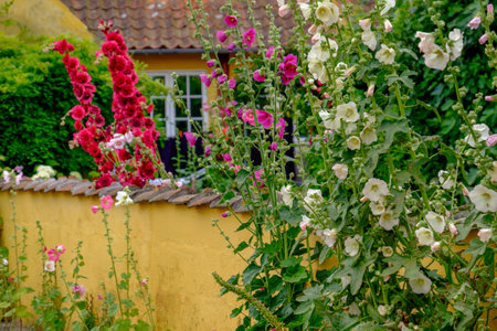Svaneke village on Bornholm islandの写真素材