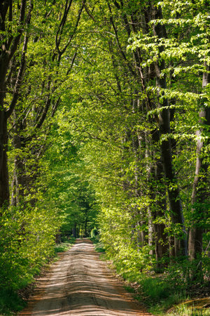 Spring time near Vorden in the Dutch Achterhoekの写真素材