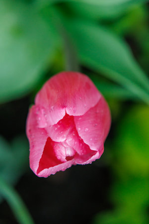 spring time at Vreden in the German Muensterlandの写真素材