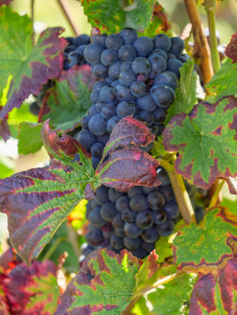 grapes in Germanyの写真素材