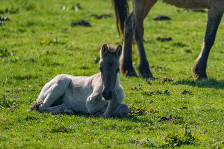 Wild horses in the German Westphaliaの写真素材