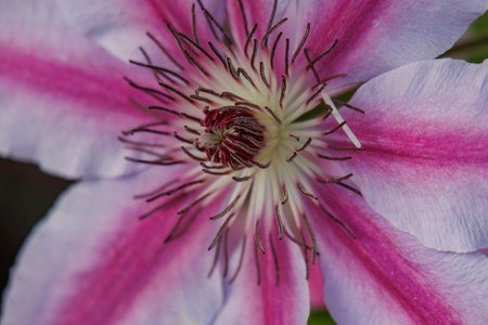 Spring time in a German gardenの写真素材