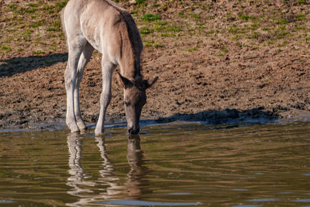 Wild horses in the German Westphaliaの写真素材