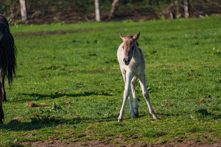 Wild horses in the German Westphaliaの写真素材