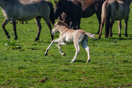 Wid horses in the German Westphaliaの写真素材