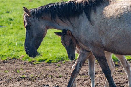 Wild horses in the German Westphaliaの写真素材