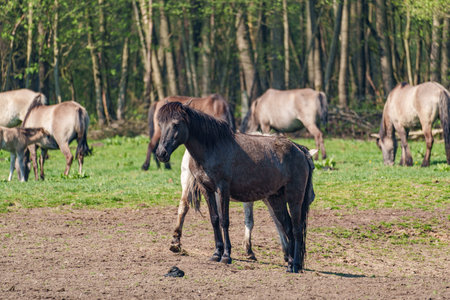 Horses in the German Westphaliaの写真素材