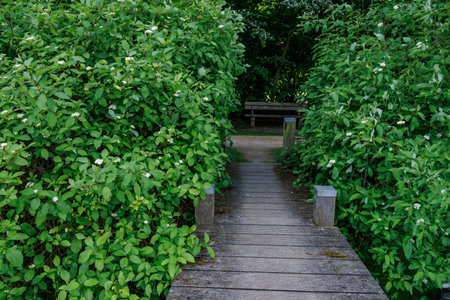 spring time at a lake in Westphaliaの写真素材