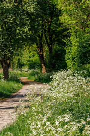 spring time at a lake in Westphaliaの写真素材