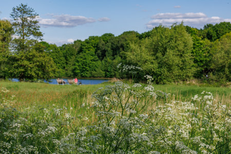 spring time at a lake in Westphaliaの写真素材