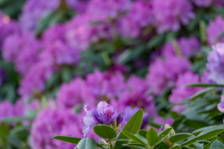 rhododendron in the gardenの写真素材