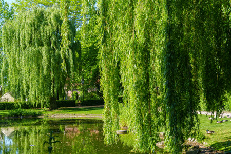 spring time at a lake in Westphaliaの写真素材
