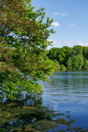 spring time at a lake in Westphaliaの写真素材