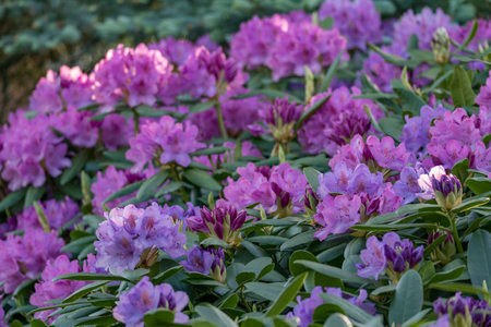 rhododendron in the garden