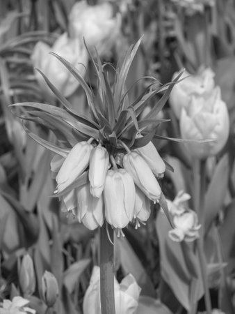 Tulips in the Netherlandsの写真素材