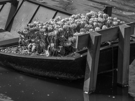 Tulips in the Netherlandsの写真素材