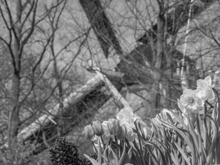 Tulips in the Netherlandsの写真素材