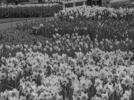 Tulips in the Netherlandsの写真素材