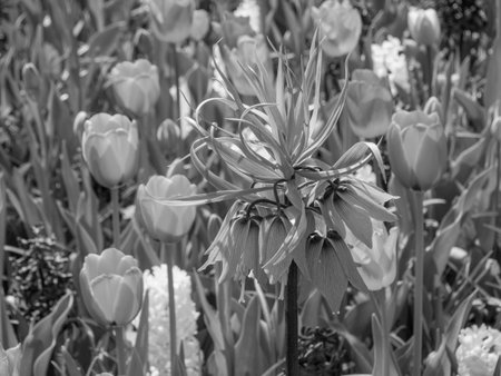 Tulips in the Netherlandsの写真素材
