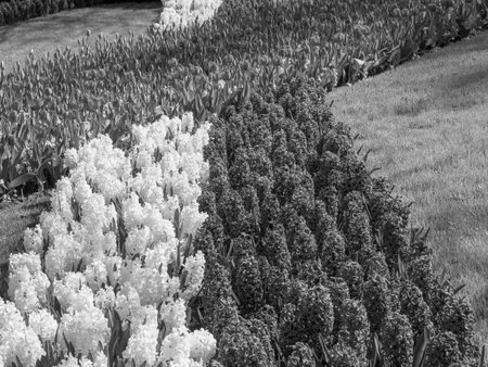 Tulips in the Netherlandsの写真素材