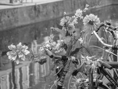 Tulips in the Netherlandsの写真素材