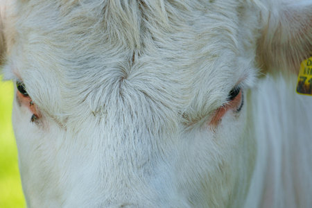 Cows on a field in Westphalia