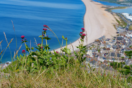 the isle of portland in englandの写真素材