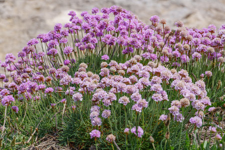 the isle of portland in englandの写真素材