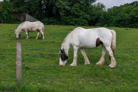 Hiking in the German Baumbergeの写真素材