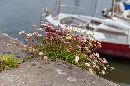 Cherbourg and the Normandy in Franceの写真素材