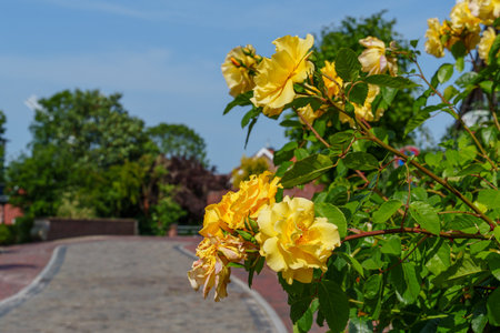 summer time near Ditzum in east Frisiaの写真素材