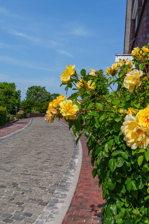 summer time near Ditzum in east Frisiaの写真素材