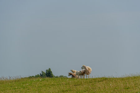 summer time near Ditzum in east Frisiaの写真素材