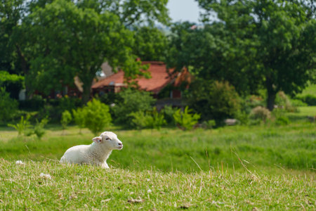 summer time near Ditzum in east Frisiaの写真素材