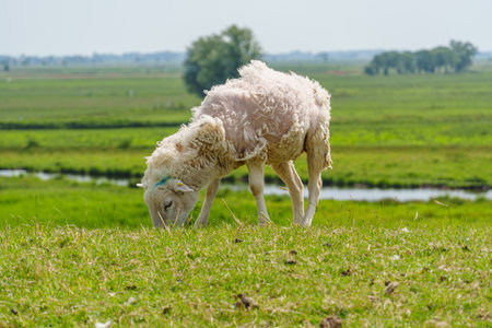 summer time near Ditzum in east Frisiaの写真素材
