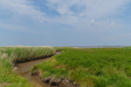 summer time near Ditzum in east Frisiaの写真素材