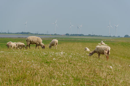 summer time near Ditzum in east Frisiaの写真素材