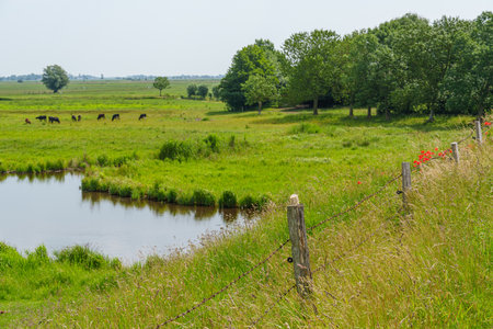 summer time near Ditzum in east Frisiaの写真素材