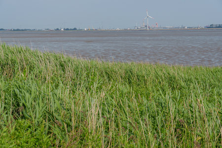 summer time near Ditzum in east Frisia