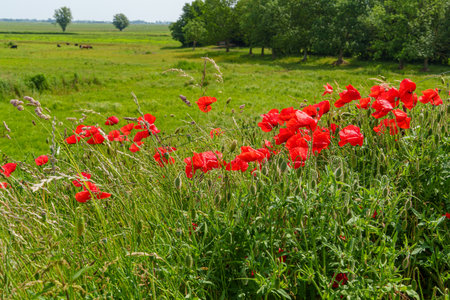 summer time near Ditzum in east Frisiaの写真素材