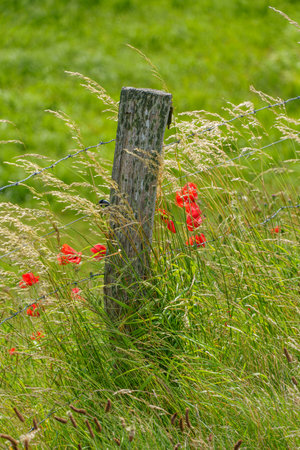 summer time near Ditzum in east Frisiaの写真素材