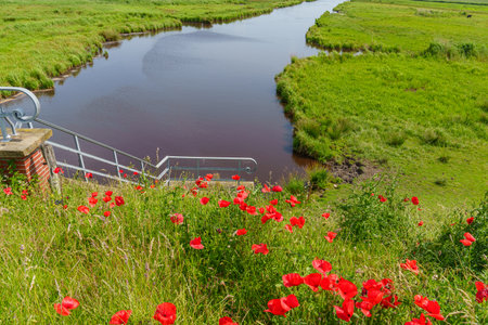 summer time near Ditzum in east Frisiaの写真素材
