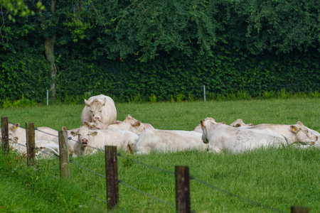 summer time in the german muensterlandの写真素材