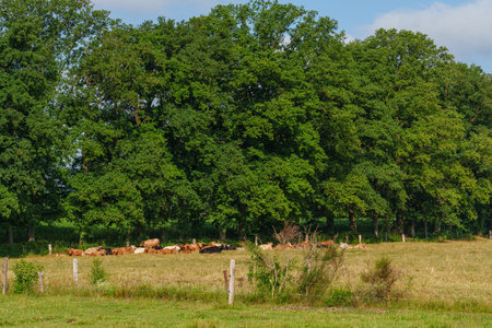 summer time in the german muensterlandの写真素材