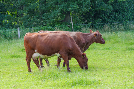 summer time in the german muensterlandの写真素材