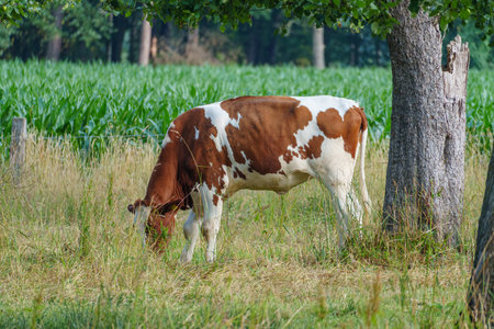 summer time in the german muensterlandの写真素材