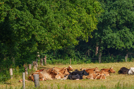 summer time in the german muensterlandの写真素材