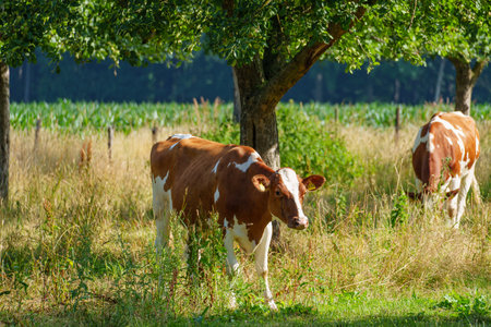 summer time in the german muensterlandの写真素材