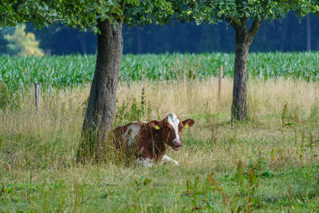 summer time in the german muensterlandの写真素材